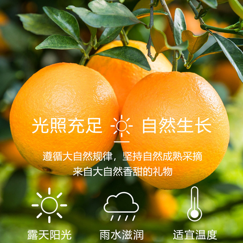 淘宝秒杀：正宗江西