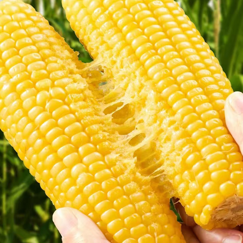 淘宝秒杀：臻选东北黄糯玉米棒新鲜真空装低脂粗粮饱腹 福利价仅20.7元秒杀！